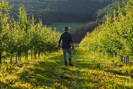A mature farmer walking outdoors in orchard at sunset. Copy space.の写真素材