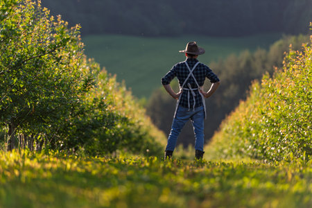 A mature farmer walking outdoors in orchard at sunset. Copy space.の写真素材