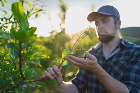 Farmer working in orchard inspecting fruit trees for pests or diseases.の写真素材