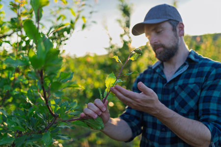 Farmer working in orchard inspecting fruit trees for pests or diseases.の写真素材