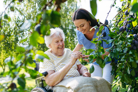 Home nurse and elderly lady harvesting plums in garden.