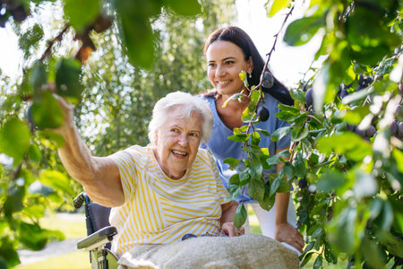 Home nurse and elderly lady harvesting plums in garden.