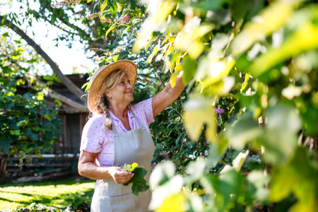 Gardener trimming plant outdoors with shears.の写真素材