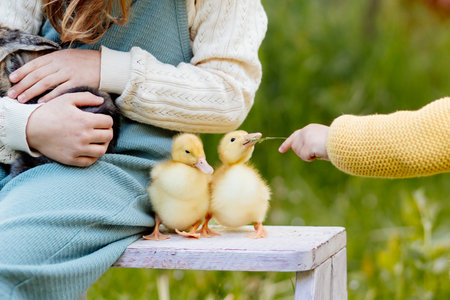 Kids enjoying time with baby animals in the garden.の写真素材