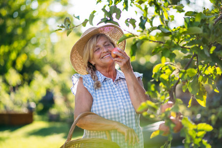 Smiling elderly farmer harvesting ripe apples from tree.
