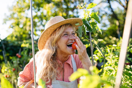 Smiling elderly gardener harvesting fresh tomato in garden.の写真素材