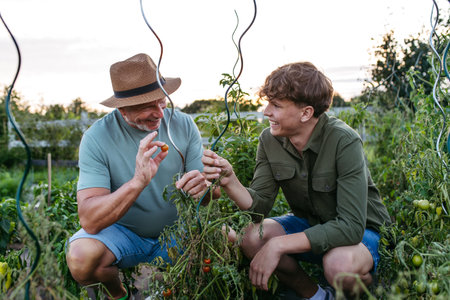 Teen boy helping grandparents on farm, picking tomatoes.の写真素材