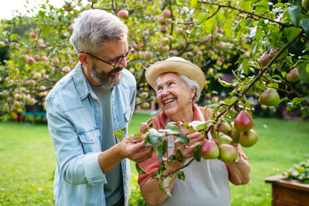 Senior mother and son picking pears from tree in garden.の写真素材