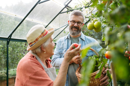 Mature man helping old woman in garden, working in greenhouse,の写真素材