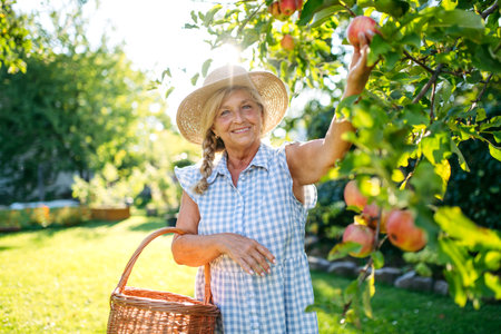 Smiling elderly farmer harvesting ripe apples from tree.