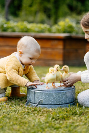Older sister showing little ducklings to toddler girl.の写真素材