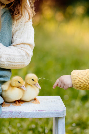Kids enjoying time with baby animals in the garden.の写真素材