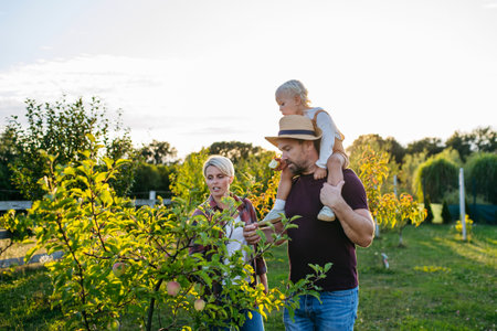 Family picking apples together in the garden at sunset.の写真素材