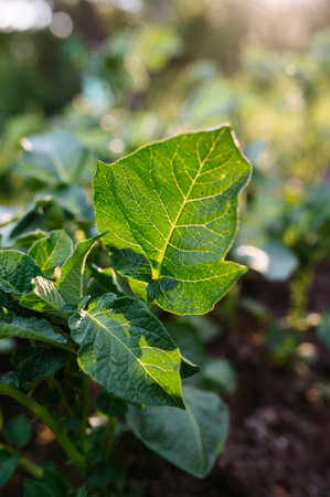 Potato plant sprouting in home vegetable garden.の写真素材