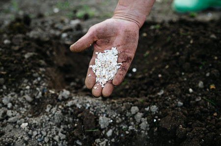 Using crushed eggshells as natural fertilizer in garden soil.の写真素材