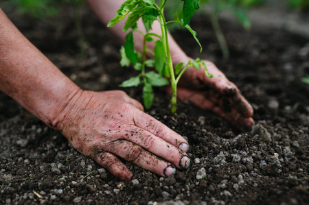 Planting homegrown tomato seedlings in soil.の写真素材