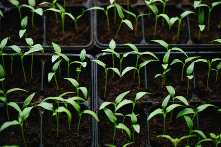 Sowing vegetable seeds indoors for seedlings in early spring.