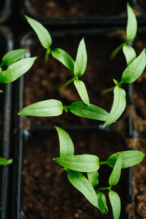 Sowing vegetable seeds indoors for seedlings in early spring.