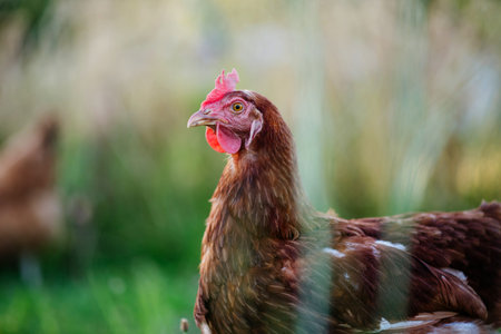 Free range chickens feeding on fresh grass outdoors.