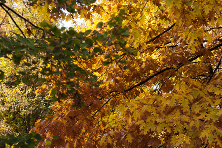 Beautiful colors of trees in autumn on a sunny dayの写真素材