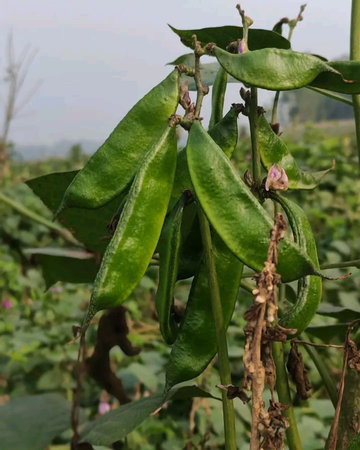 Soybean pods in the field. Close-up of soybean pods.