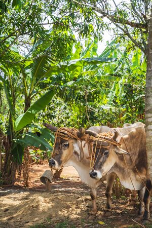 Oxcart / Bulls in Vinales National Park, UNESCO, Pinar del Rio Province, Cuba, West Indies, Caribbeanの写真素材