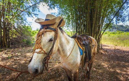 Horse with cowboy hat in Vinales, UNESCO, Pinar del Rio Province, Cuba, West Indies, Caribbean, Central Americaの写真素材