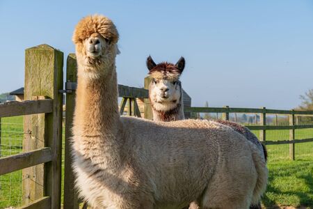 Funny looking alpacas at farm in Wales, United Kingdomの写真素材