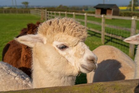 Funny looking alpacas at farm in Wales, United Kingdomの写真素材