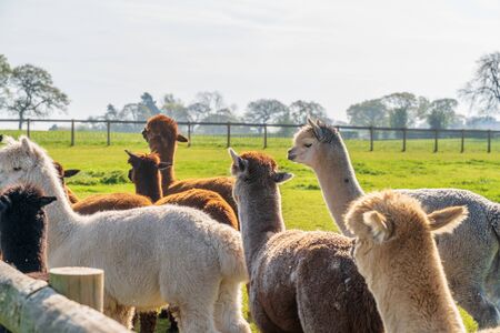 Funny looking alpacas at farm in Wales, United Kingdomの写真素材