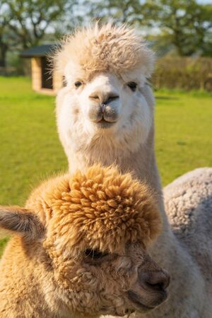 Close up of funny looking alpacas at farm in Wales, United Kingdomの写真素材