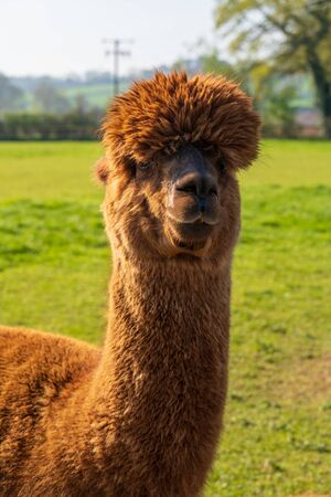 Funny looking brown alpaca at farm in Wales, United Kingdomの写真素材