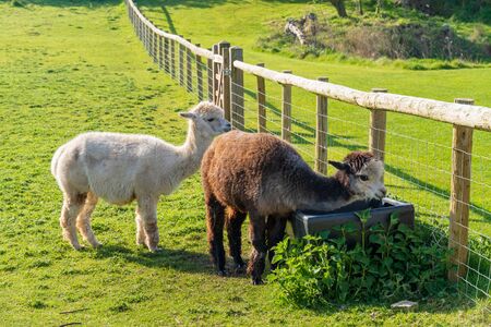 Funny looking alpacas at farm in Wales, United Kingdomの写真素材