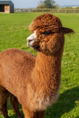 Funny looking brown alpaca at farm in Wales, United Kingdomの写真素材