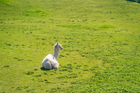 Funny looking alpacas at farm in Wales, United Kingdomの写真素材