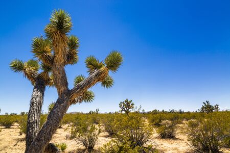 Joshua trees near Las Vegas, Nevada, United States of America, North Americaの写真素材
