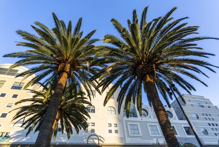 Los Angeles, USA - May 28 2018: Palm trees in Grand Hope Park, Downtown financial district of Los Angeles city, California, United States of America, North Americaのeditorial素材