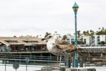 Los Angeles, USA - May 31 2018: Seal Gull on Redondo Landing Pier, Redondo Beach, California, United States of America, North Americaのeditorial素材
