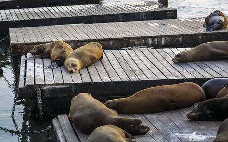 Sea Lions on Pier 39 in Fishermans Wharf, San Francisco, California, United States of America, North Americaの写真素材