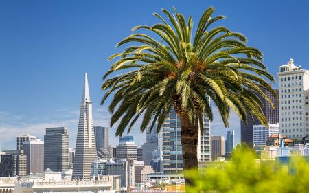Downtown San Francisco with the Transamerica Pyramid and huge Palm treeの写真素材