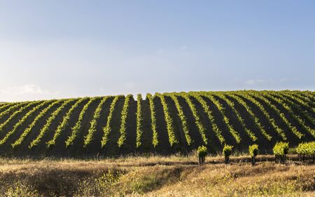 Rows of lush vineyards on a hillside, Napa Valley, California, United States of America, North Americaの写真素材