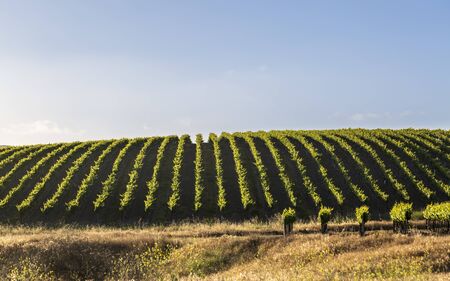 Rows of lush vineyards on a hillside, Napa Valley, California, United States of America, North Americaの素材 [FY310127599373]