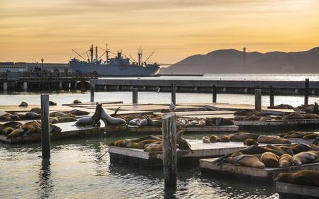 Sea Lions on Pier 39 in Fishermans Wharf, San Francisco, California, United States of America, North Americaの写真素材