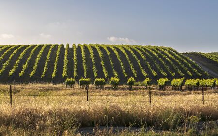 Rows of lush vineyards on a hillside, Napa Valley, California, United States of America, North Americaの写真素材