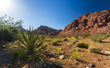 View of rock formations and flora in Red Rock Canyon National Recreation Area, Las Vegas, Nevada, USA, North Americaの写真素材