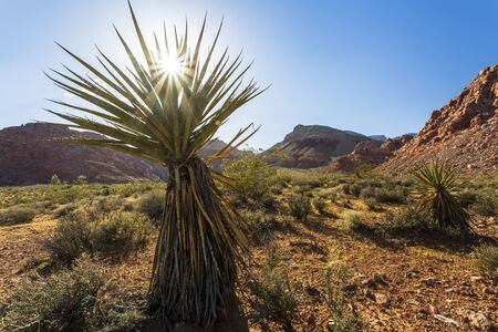 View of rock formations and flora in Red Rock Canyon National Recreation Area, Las Vegas, Nevada, USA, North Americaの写真素材