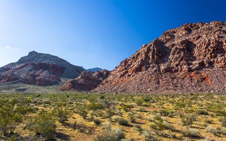 View of rock formations and flora in Red Rock Canyon National Recreation Area, Las Vegas, Nevada, USA, North Americaの写真素材