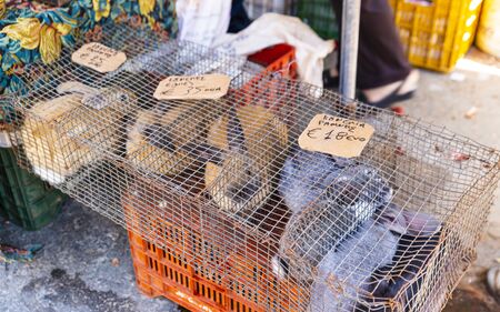 Rabbits in the cage, Chania, Crete, Greek Islands Greece Europeのeditorial素材
