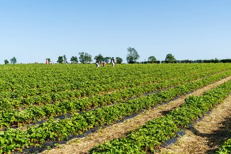 Nottingham, United Kingdom - June 27 2019: Fresh strawberry plants in the farm landscape, Rural farm with strawberries bush, Strawberry fruits on the branch, Agriculture farm of the strawberry field of biotechnology.のeditorial素材