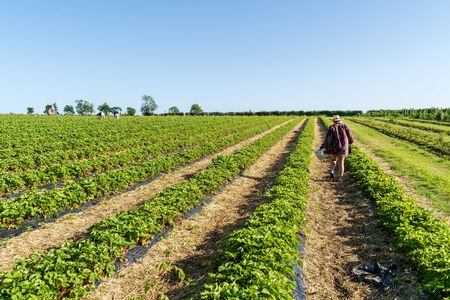 Nottingham, United Kingdom - June 27 2019: Fresh strawberry plants in the farm landscape, Rural farm with strawberries bush, Strawberry fruits on the branch, Agriculture farm of the strawberry field of biotechnology.のeditorial素材